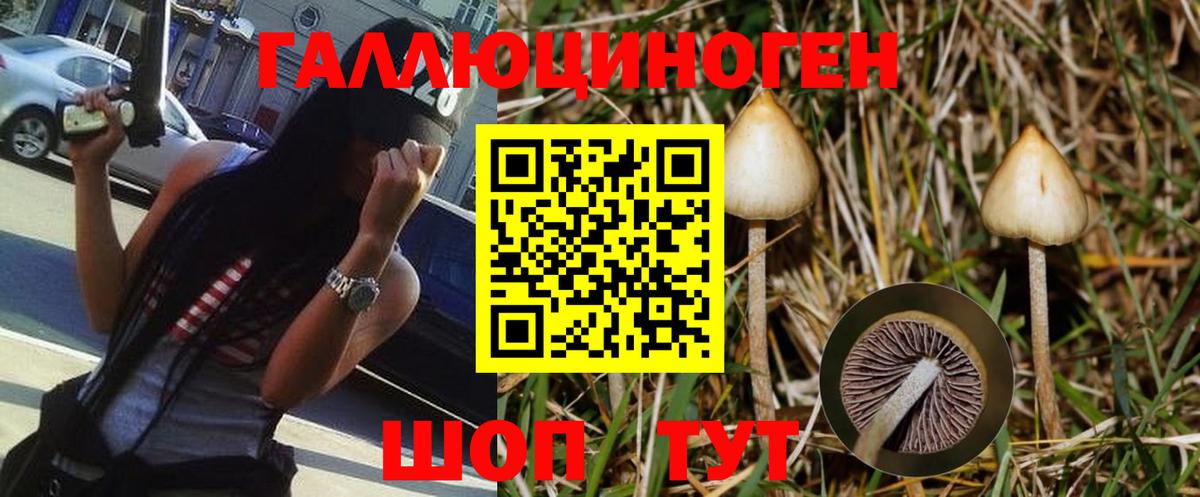 Псилоцибиновые грибы Cubensis  Златоуст  Псилоцибиновые грибы Psilocybe 